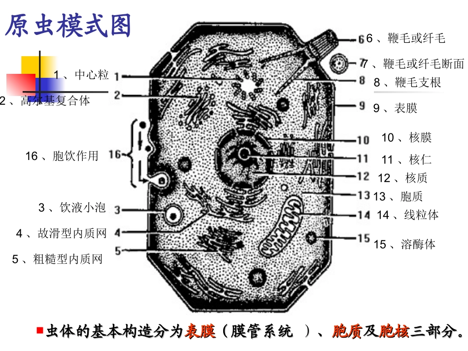 兽医学动物寄生虫_第3页