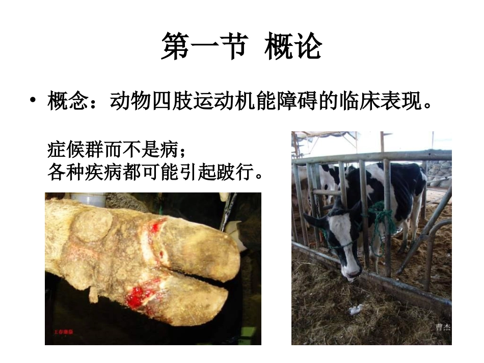兽医学课件跛行诊断_第2页