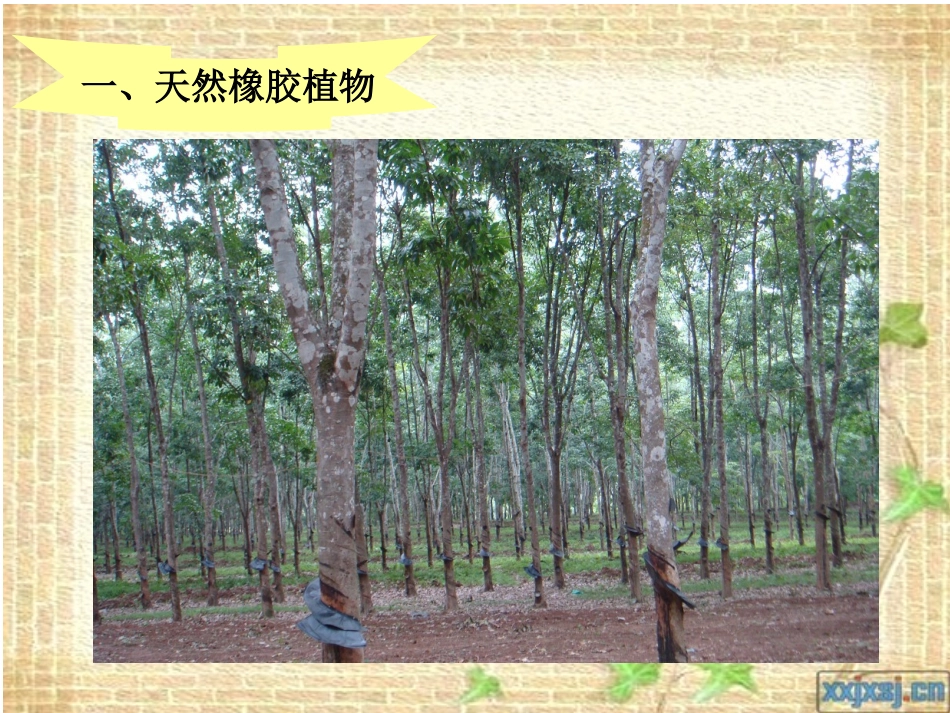 天然橡胶报告_第3页