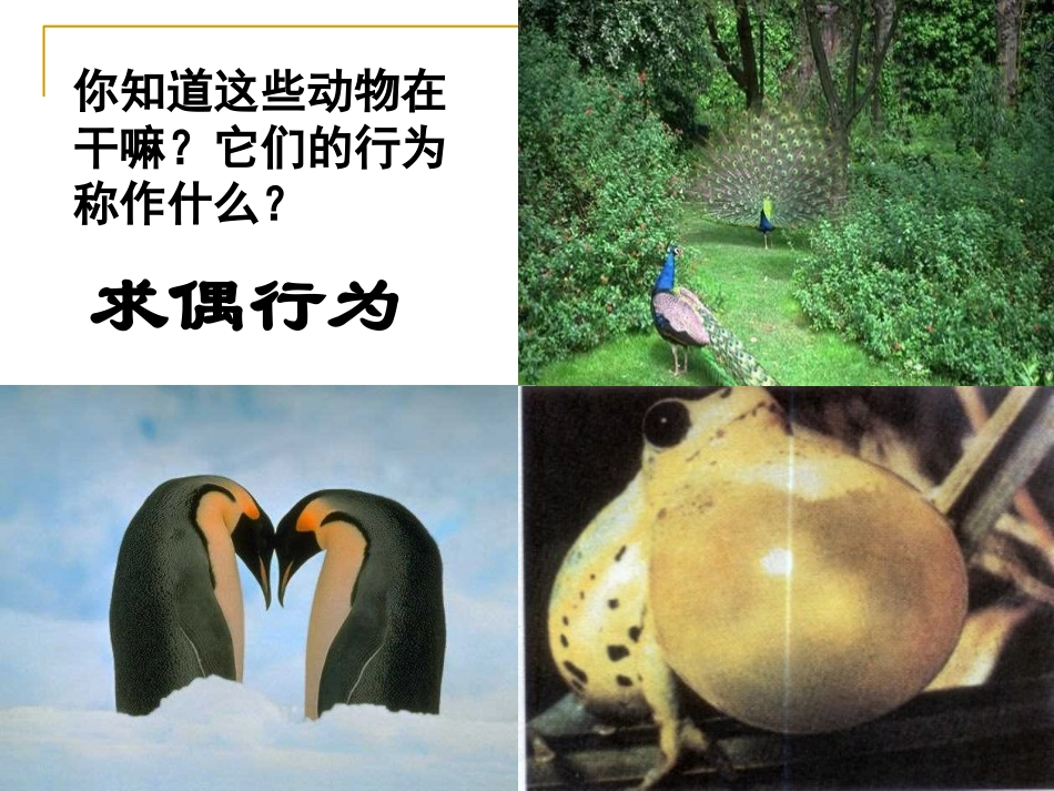条件反射和非条件反射课件_第2页