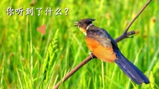听听秋的声音