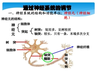 通过神经系统的调节
