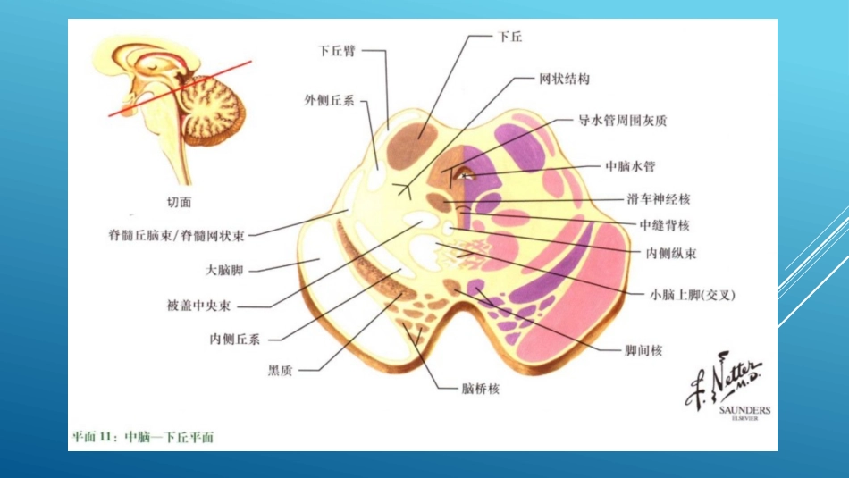 温故知新滑车神经展神经_第3页