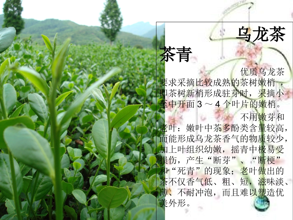 乌龙茶简介课件_第3页