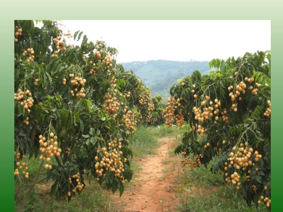 无核黄皮栽培技术_第3页