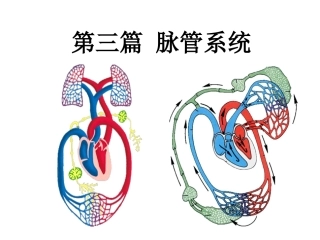 系统解剖学心脏