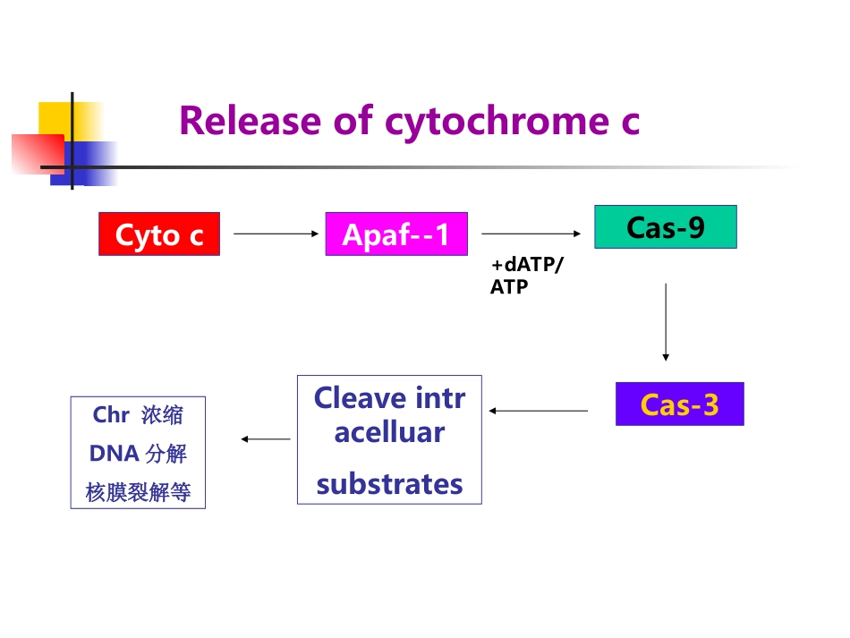 细胞凋亡线粒体途径的调控精_第3页