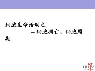 细胞凋亡周期
