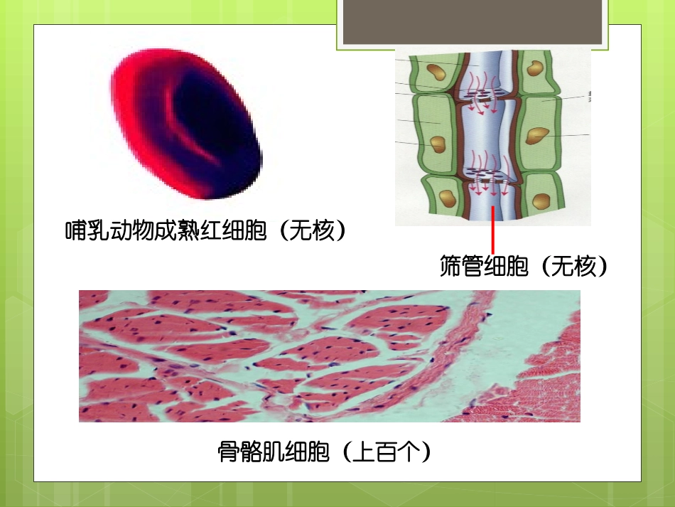 细胞核系统的控制中心_第3页