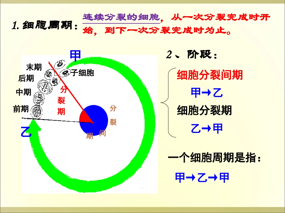 细胞增殖有丝分裂_第2页