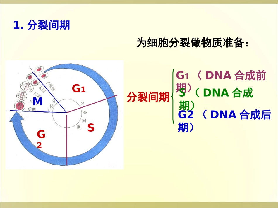 细胞增殖有丝分裂_第3页