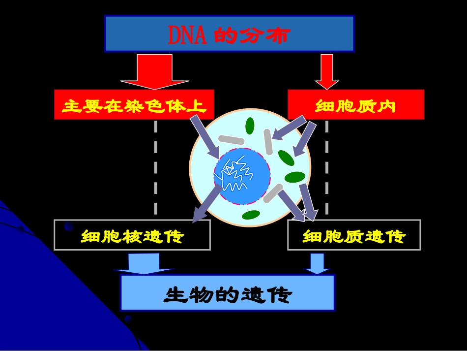 线粒体遗传病解析_第2页