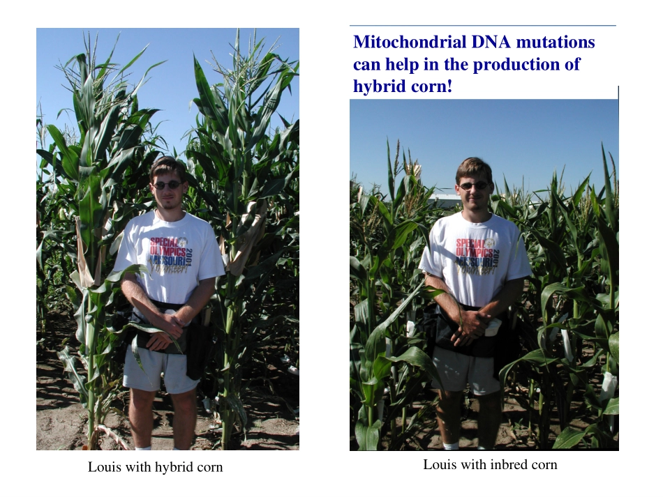 线粒体遗传病解析_第3页