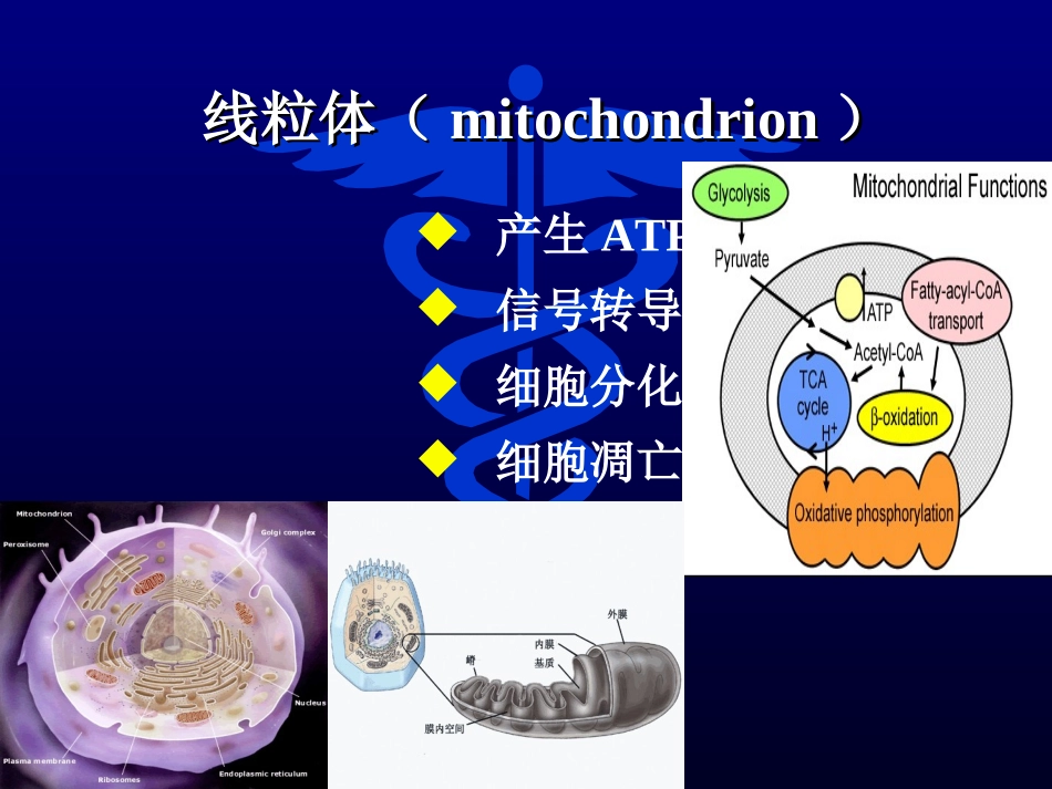 线粒体遗传病课件_第2页