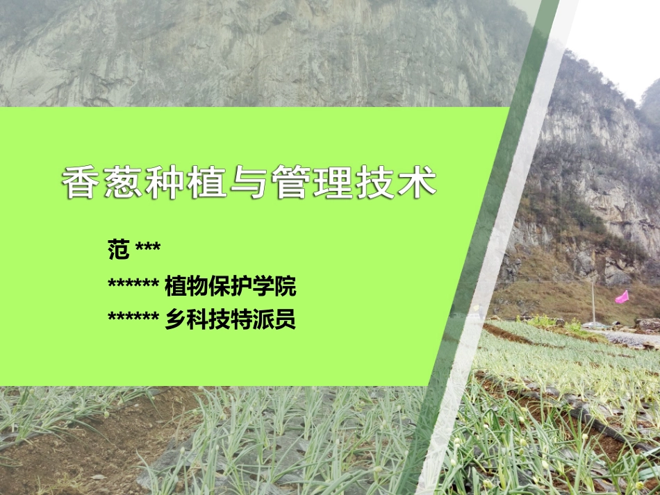 香葱病虫害管理技术病虫害解决方案_第1页