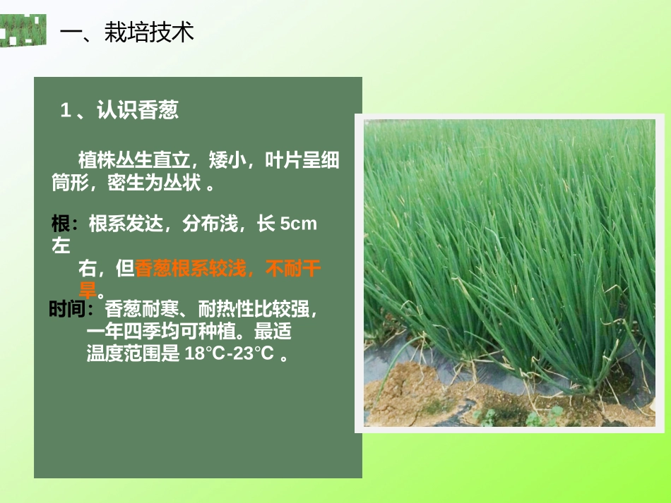 香葱病虫害管理技术病虫害解决方案_第3页