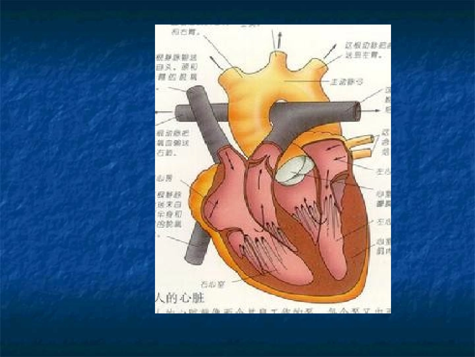 心功能不全及其护理课件_第2页