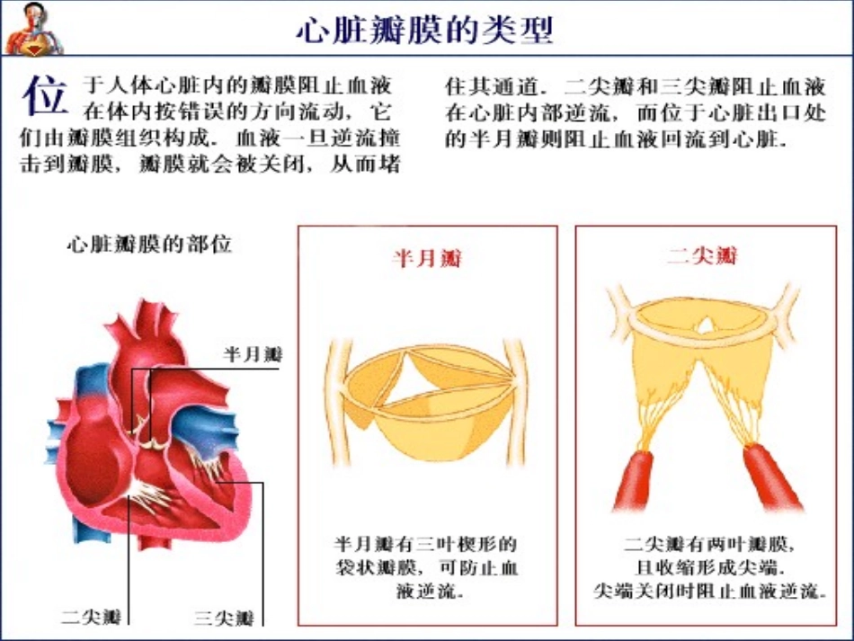 心脏瓣膜病病人的护理讲义_第3页