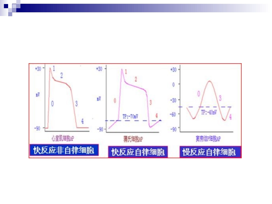 心脏的电生理学及生理特性_第3页