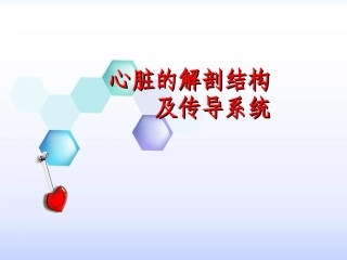 心脏的解剖结构及传导系统