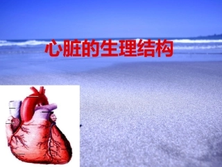 心脏生理结构
