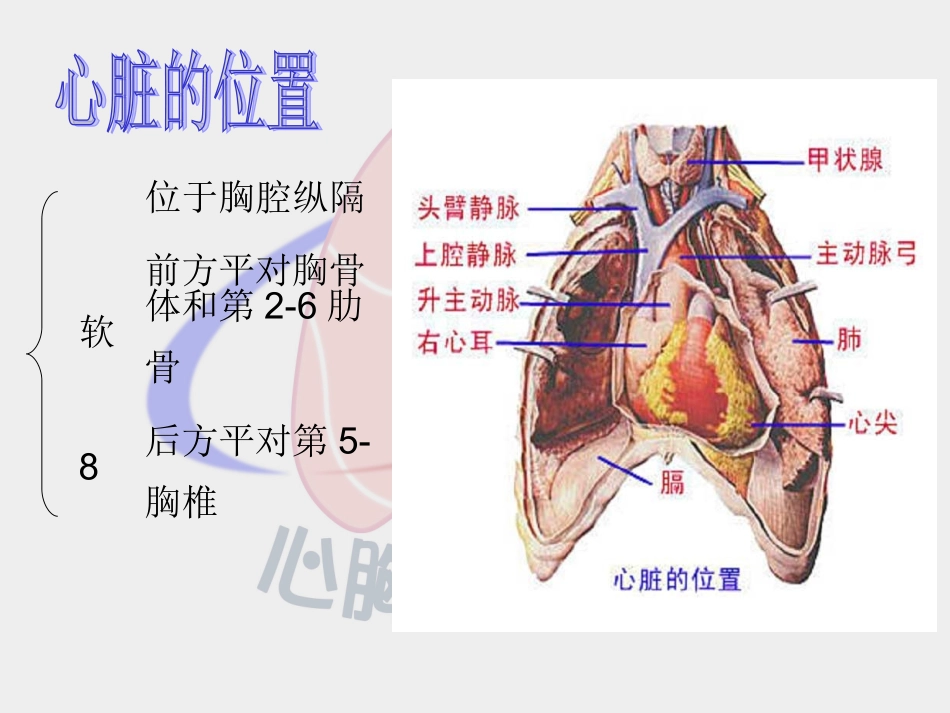 心脏体格检查_第2页