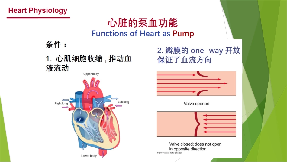 心脏循环生理学_第3页