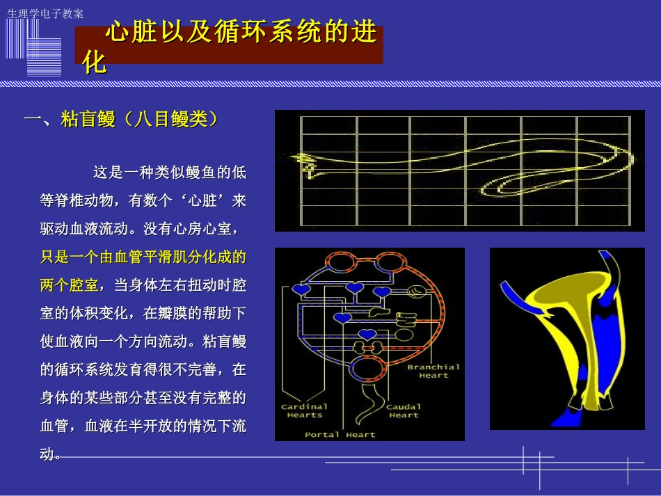 心脏以及循环系统的进化_第2页