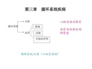 循环系统心脏