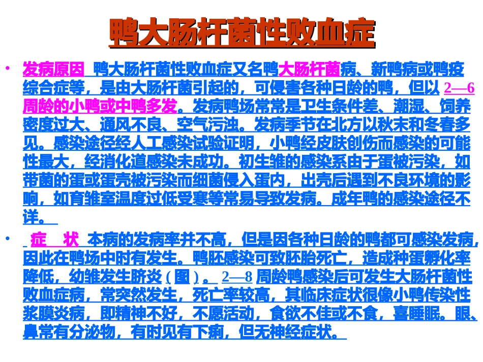 鸭病解剖图谱大肠杆菌副伤寒_第2页