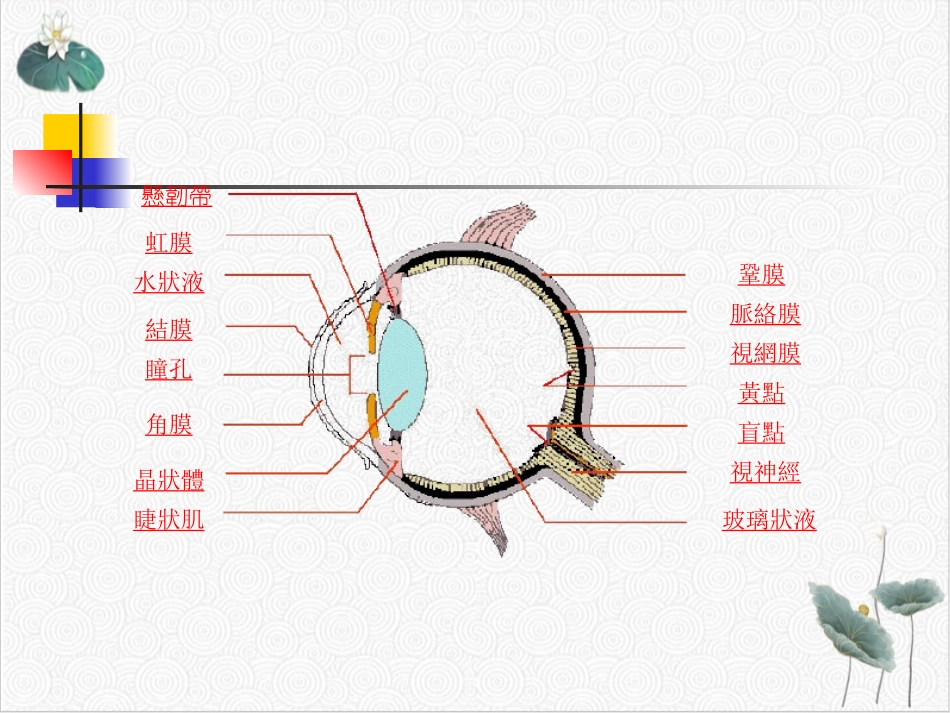 眼部护理及保养常识_第2页