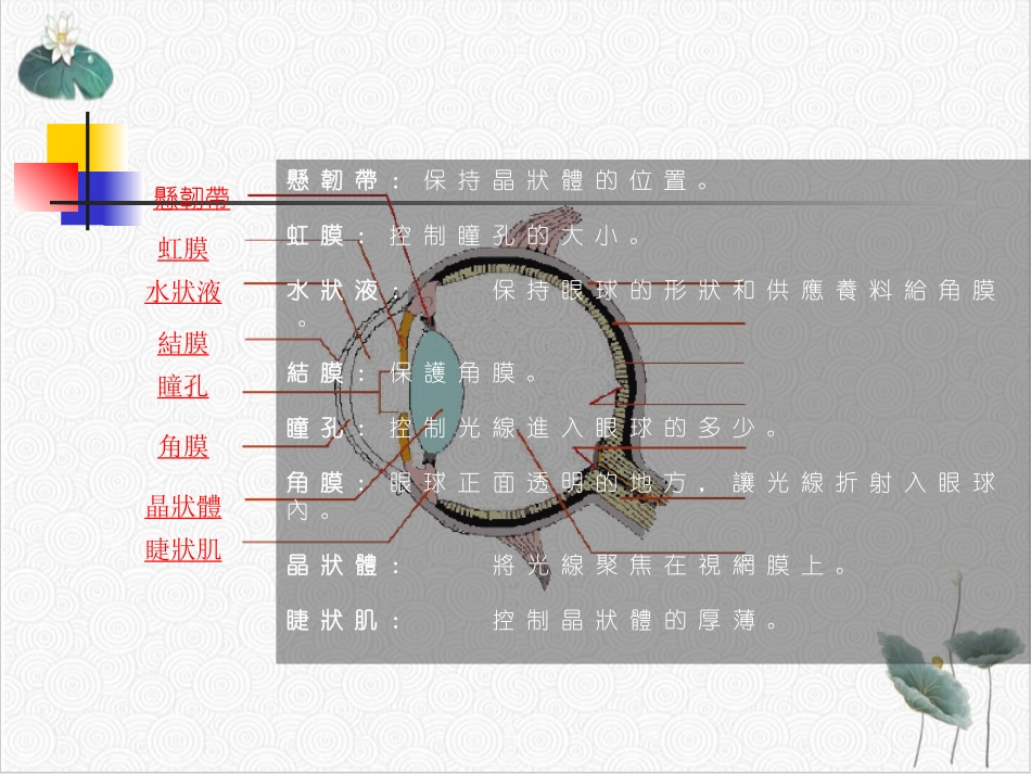 眼部护理及保养常识_第3页