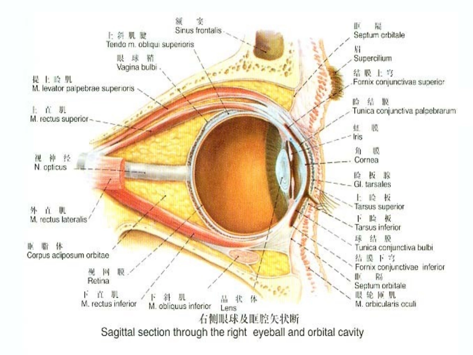 眼耳鼻喉手术的麻醉_第3页