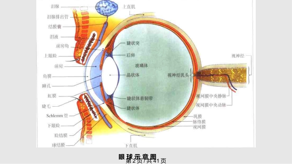 眼科学基础课件课件_第2页
