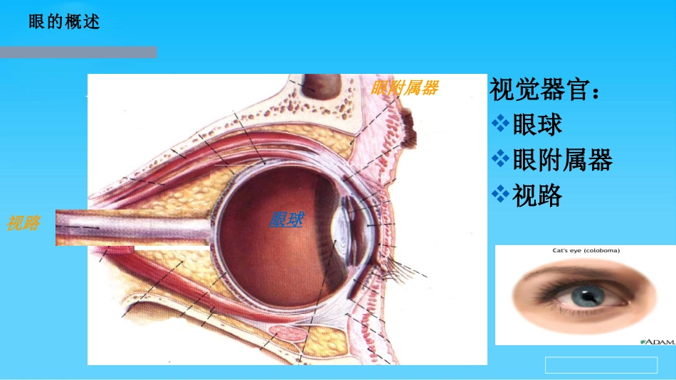 眼球的组织解剖与生理_第3页