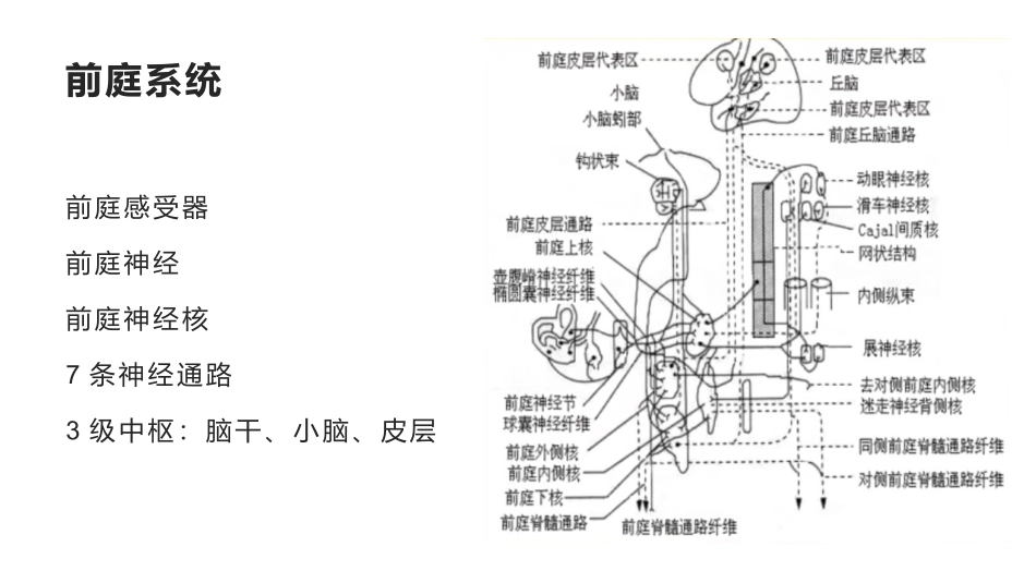 眼震的形成机制_第2页