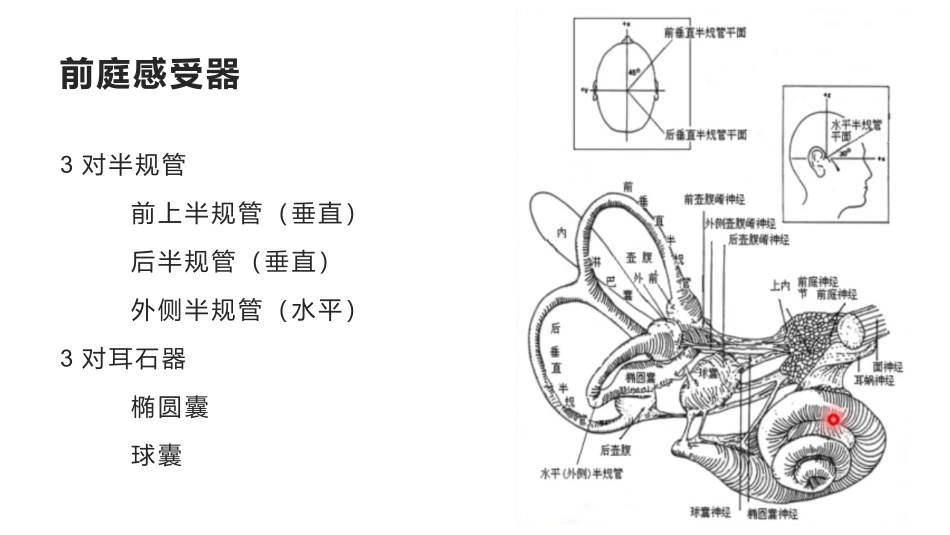 眼震的形成机制_第3页