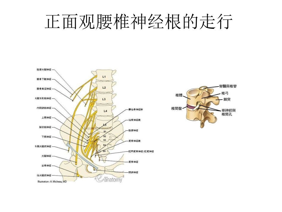 腰椎间盘查体_第3页