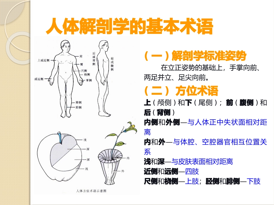 医学骨骼解剖基础知识课件_第2页