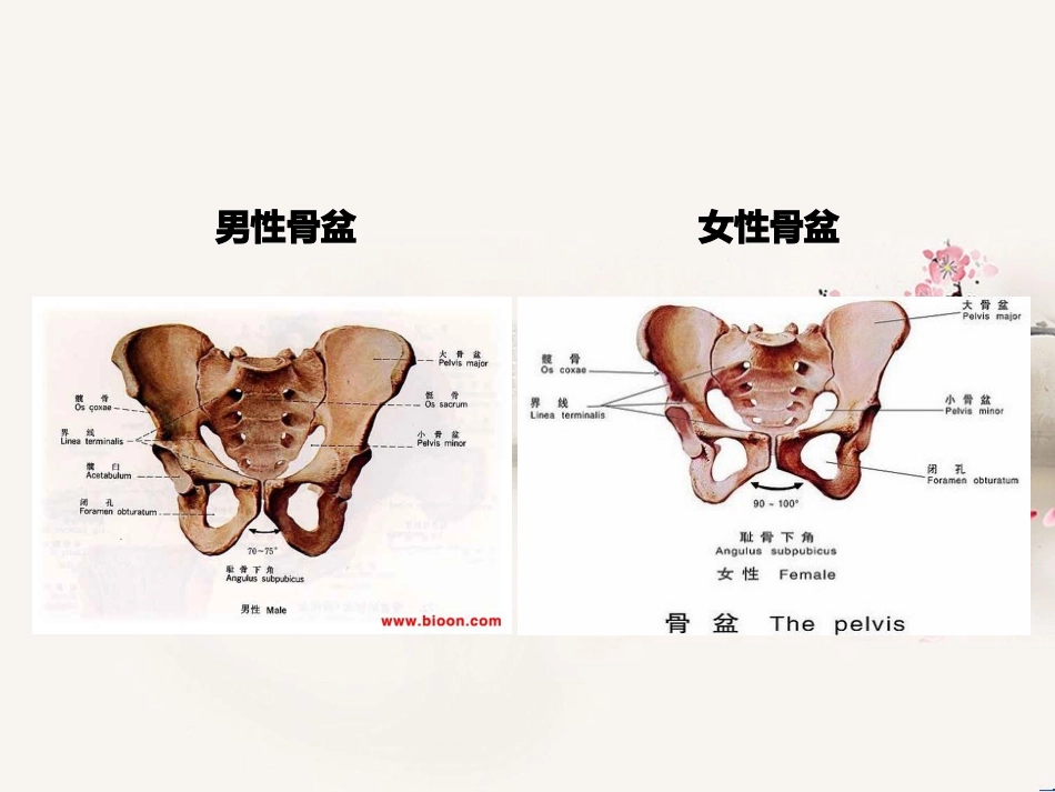 医学骨盆骨折医疗护理常规课件_第3页
