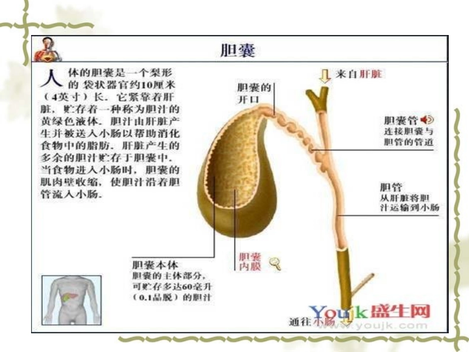 医学课件腹腔镜胆囊切除术_第2页