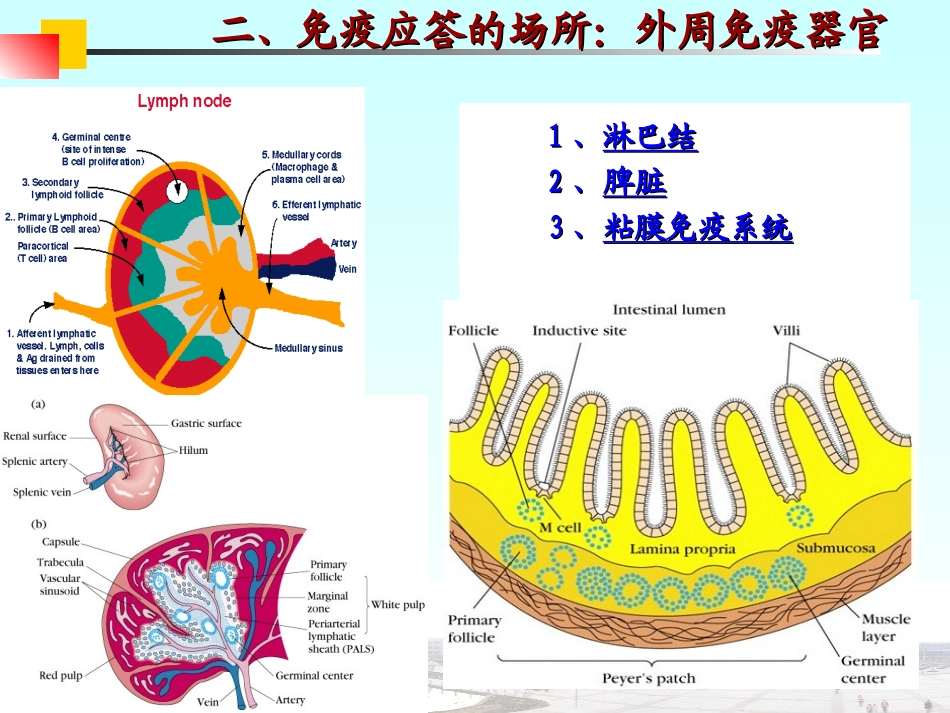 医学免疫学T细胞介导的细胞免疫应答_第3页