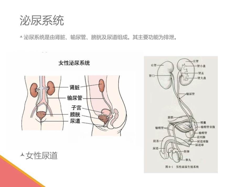 医学男性导尿术宣教讲义培训课件_第3页