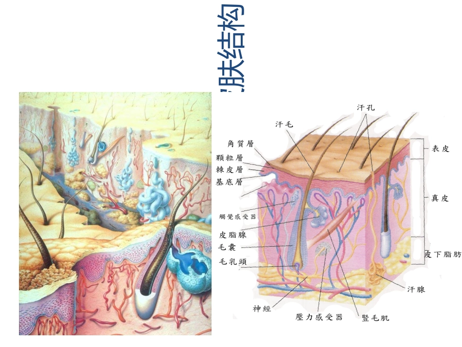 医学皮肤美容基础理论专题课件_第2页