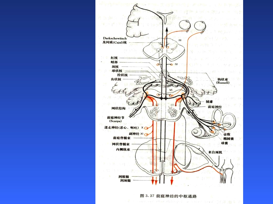 医学前庭功能检查讲解培训课件_第3页