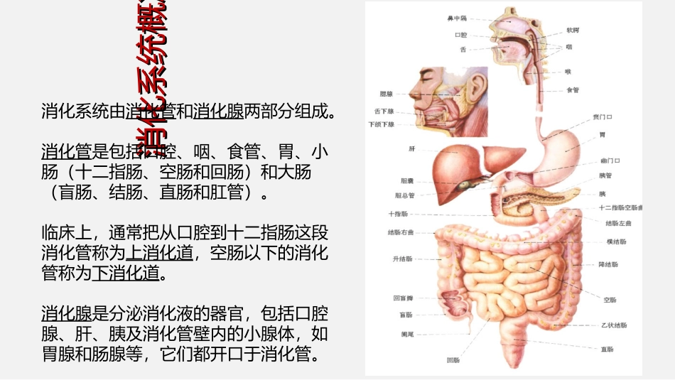 医学胃肠镜前后的护理专题培训课件_第3页