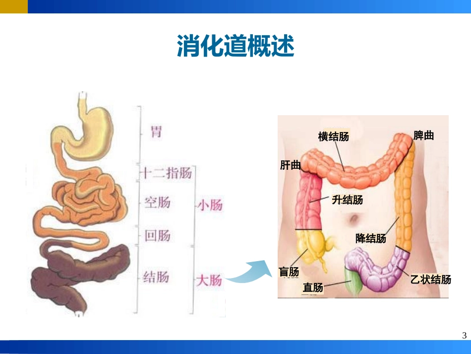 医学炎症性肠病IBD课件_第3页