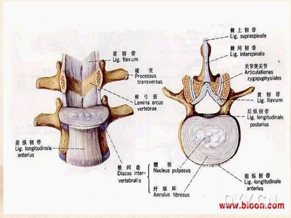 医学腰椎间盘突出症的康复治疗_第3页