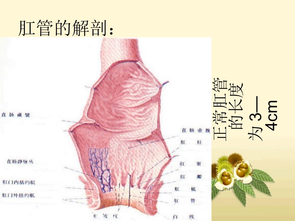 医学痔疮专题讲座_第3页
