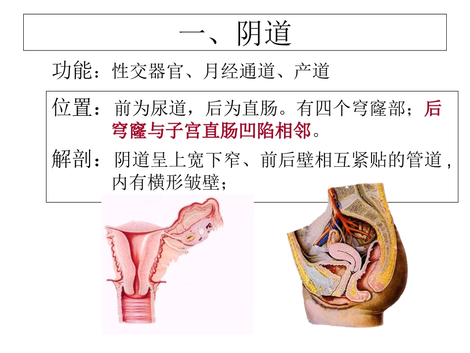 医学子宫和附件解剖和生理_第3页